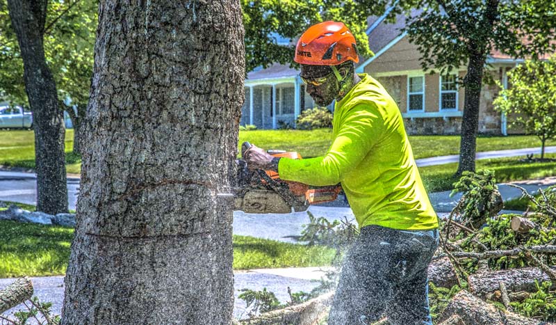 certified arborists