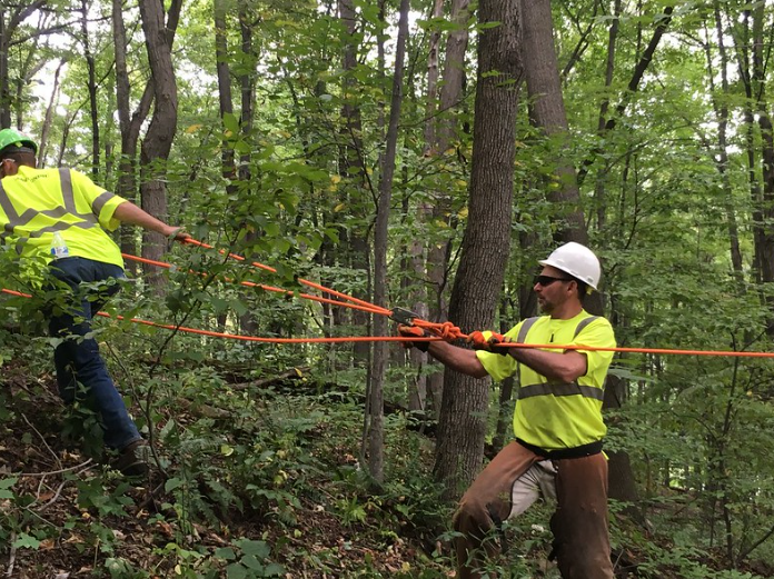 removing down trees