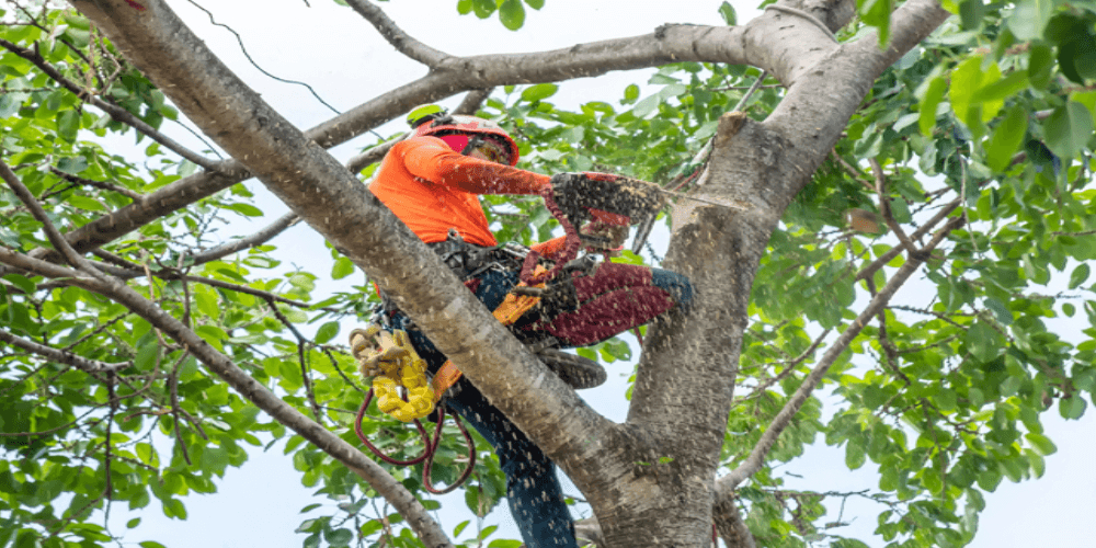 tree removal project